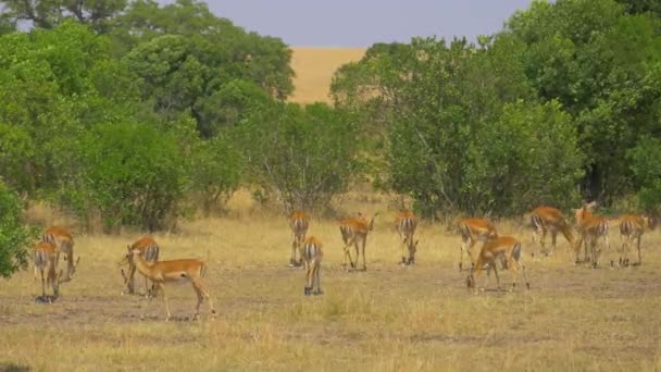 Impalas Pastando Perto Arbustos Verdes — Vídeo de Stock