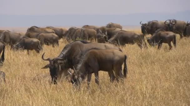 Gnus Grazen Grasland — Stockvideo