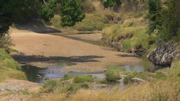 River Birds Maasai Mara National Reserve — Stockvideo