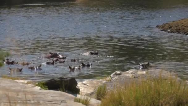 Ippopotami Sommersi Vicino Alla Riva Del Fiume — Video Stock