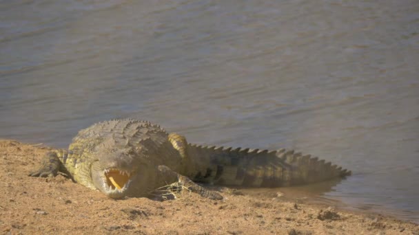 Crocodil Gura Deschisă Malul Unui Râu — Videoclip de stoc