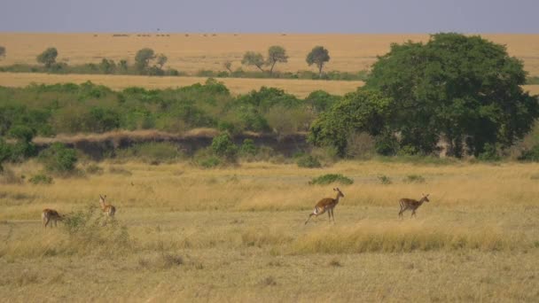 Impalas Maasai Mara — Video