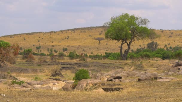 Rocas Arbustos Árboles Masai Mara — Vídeo de stock