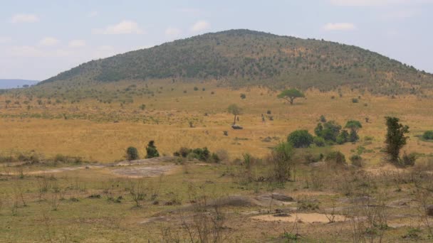 Hill Masai Mara — Stock Video