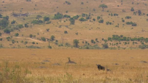 Grafisch Ontwerp Masai Mara — Stockvideo