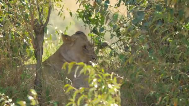 Leona Descansando Los Arbustos Masai Mara — Vídeo de stock