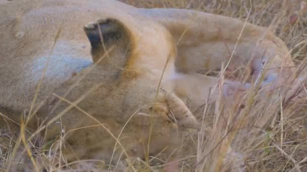 Αφρικανική Λέαινα Κοιμάται Στο Γρασίδι — Αρχείο Βίντεο