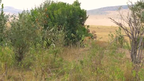 Afrikanische Löwin Liegt Der Nähe Von Büschen — Stockvideo