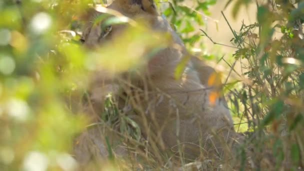 Lionne Sauvage Reposant Dans Les Buissons — Video
