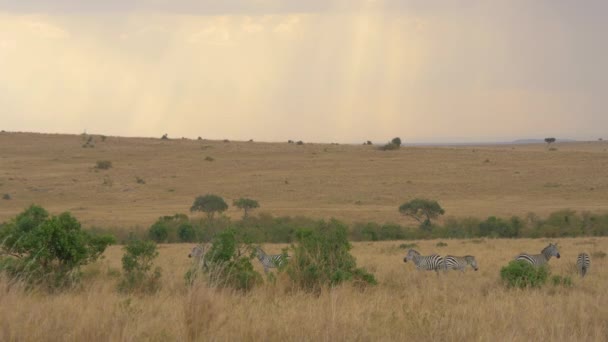 Zebras Green Bushes Masai Mara — Stock Video