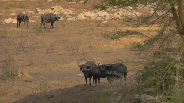 Bufali Del Capo Masai Mara — Video Stock