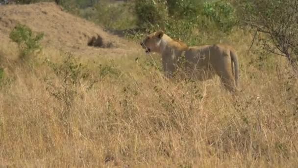 Leu Savană Masai Mara — Videoclip de stoc