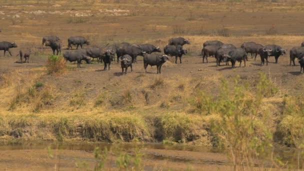 African Buffaloes River Bank — Stockvideo