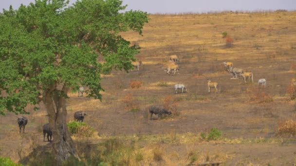 Divoká Zvěř Maasai Mara — Stock video