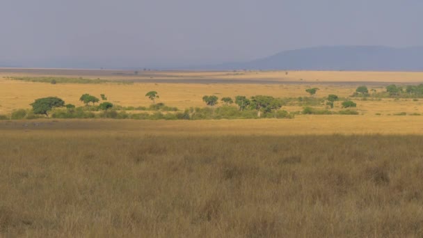 Vista Los Pastizales Masai Mara — Vídeo de stock