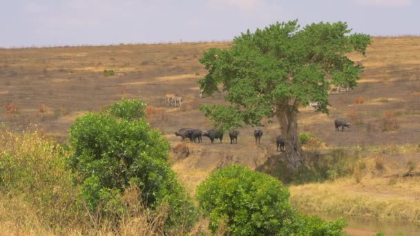 Zwierzęta Maasai Mara — Wideo stockowe