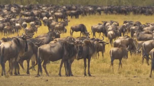 Gnus Reserva Nacional Maasai Mara — Vídeo de Stock