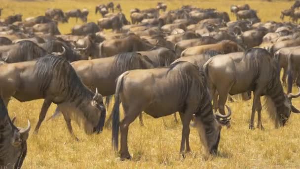 Gnus Grazen Maasai Mara National Reserve — Stockvideo