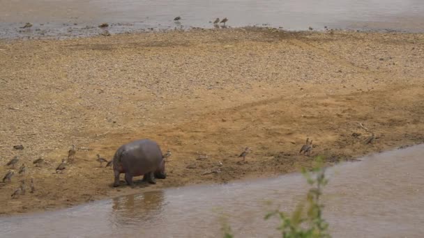 Hippopotamus Birds River Bank — Wideo stockowe