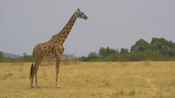 Masai Giraffa Piedi Savana — Video Stock