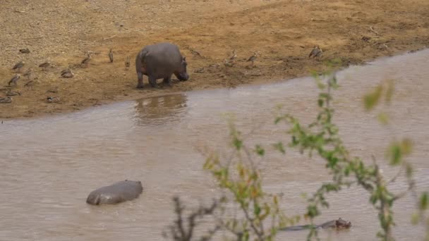 Bain Hippopotame Masai Mara — Video