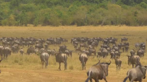 Wildebeests Walking Running — Stock Video