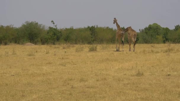 Two Giraffes Savannah — Stock Video