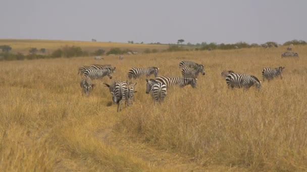 Zebror Savannen Masai Mara — Stockvideo