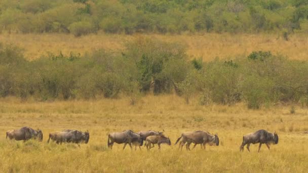 Los Ñus Caminando Fila Masai Mara — Vídeos de Stock