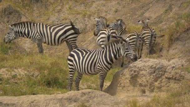 Zebras Oländiga Slätter Masai Mara — Stockvideo