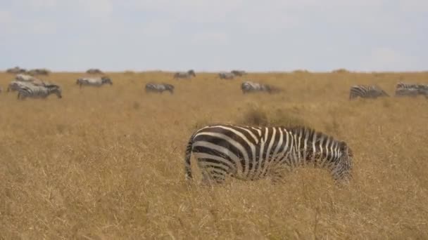 Vlakten Zebra Grazen Hoog Droog Gras Masai Mara — Stockvideo