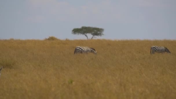 Zebralar Masai Mara Sıcak Bir Günde Otluyor — Stok video