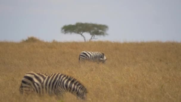 Twee Zebra Grazen Een Warme Dag — Stockvideo