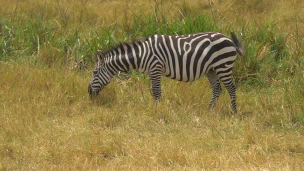 Zebra Delle Pianure Pascolo Masai Mara — Video Stock