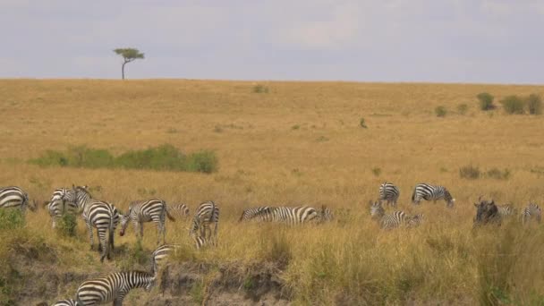Dazzle Zebras Grassland — Stock Video