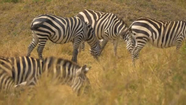 Slätzebras Betar Masai Mara — Stockvideo