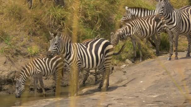 Zebras Nahe Kleinem Wasserloch — Stockvideo