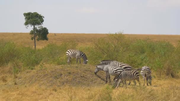 Pět Zebry Pasoucích Masai Mara — Stock video