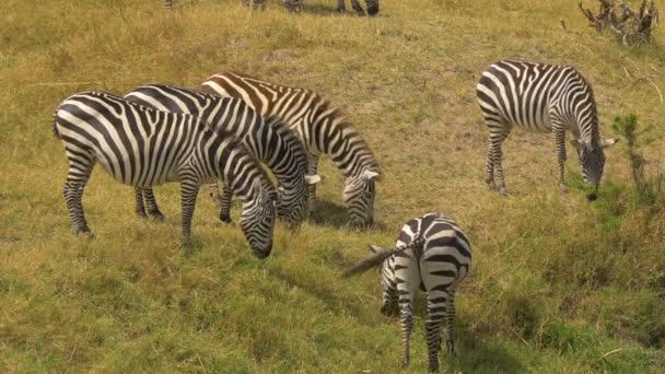 Cebras Comunes Pastando Masai Mara — Vídeo de stock