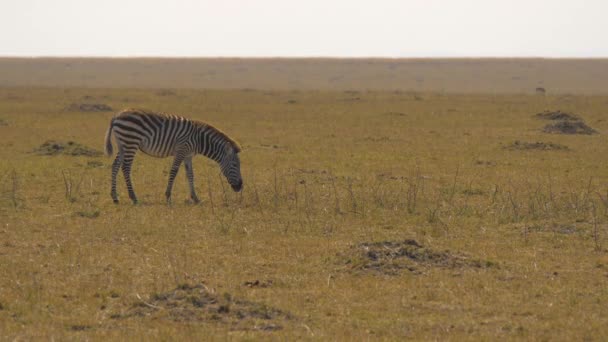 Plains Zebra Scratching Masai Mara — Stock Video