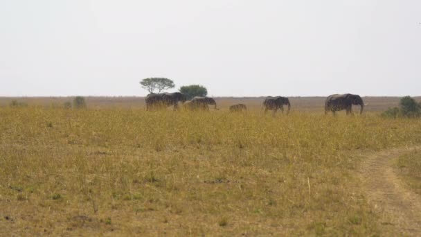 Elefantbesättning Den Afrikanska Savannen — Stockvideo