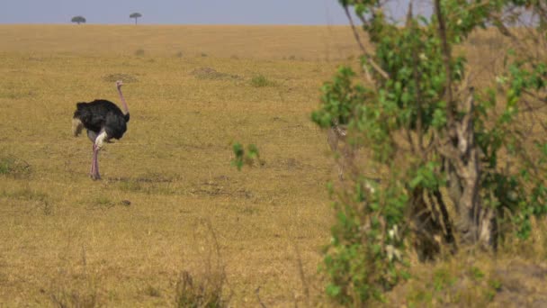 Чоловічі Страуси Африканській Савані — стокове відео
