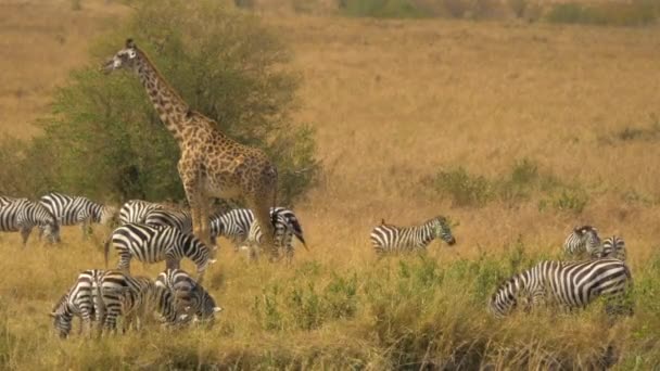 Eine Giraffe Und Eine Schar Zebras — Stockvideo