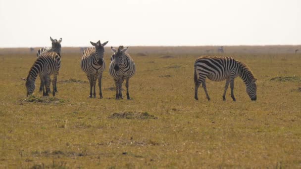 Pět Zebr Masai Mara — Stock video