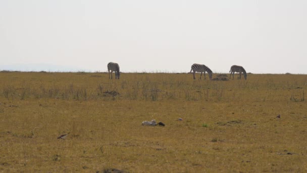 Tre Zebror Betar Masai Mara — Stockvideo