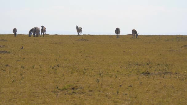 Zebre Africa Masai Mara — Video Stock