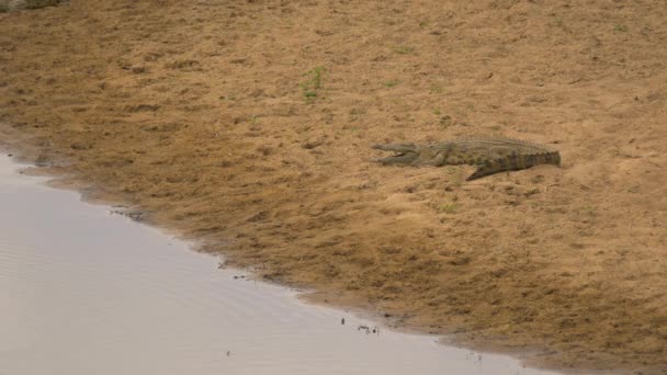 Nile Crocodile Standing Sandy River Bank — 비디오