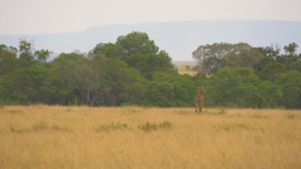 Masai Giraffa Pascolo Nella Savana — Video Stock