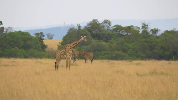 Masai Giraffen Stehen Der Savanne Der Masai Mara — Stockvideo