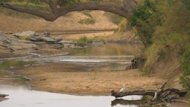 Fluss Und Ein Weißer Vogel Der Maasai Mara — Stockvideo